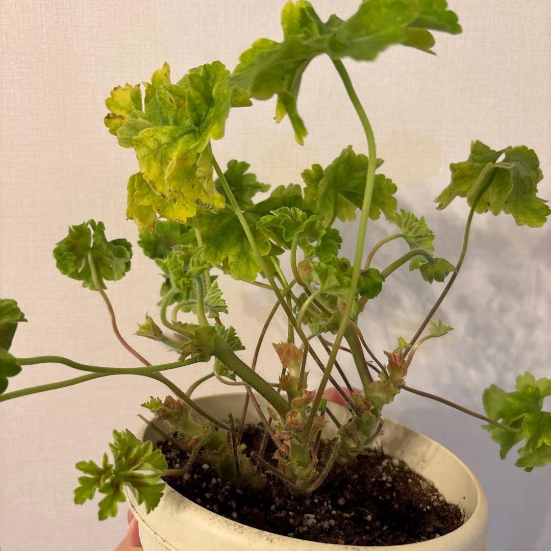 大きめ希少品種ゼラニウム苗　レア品種ゼラニウム苗WRM001