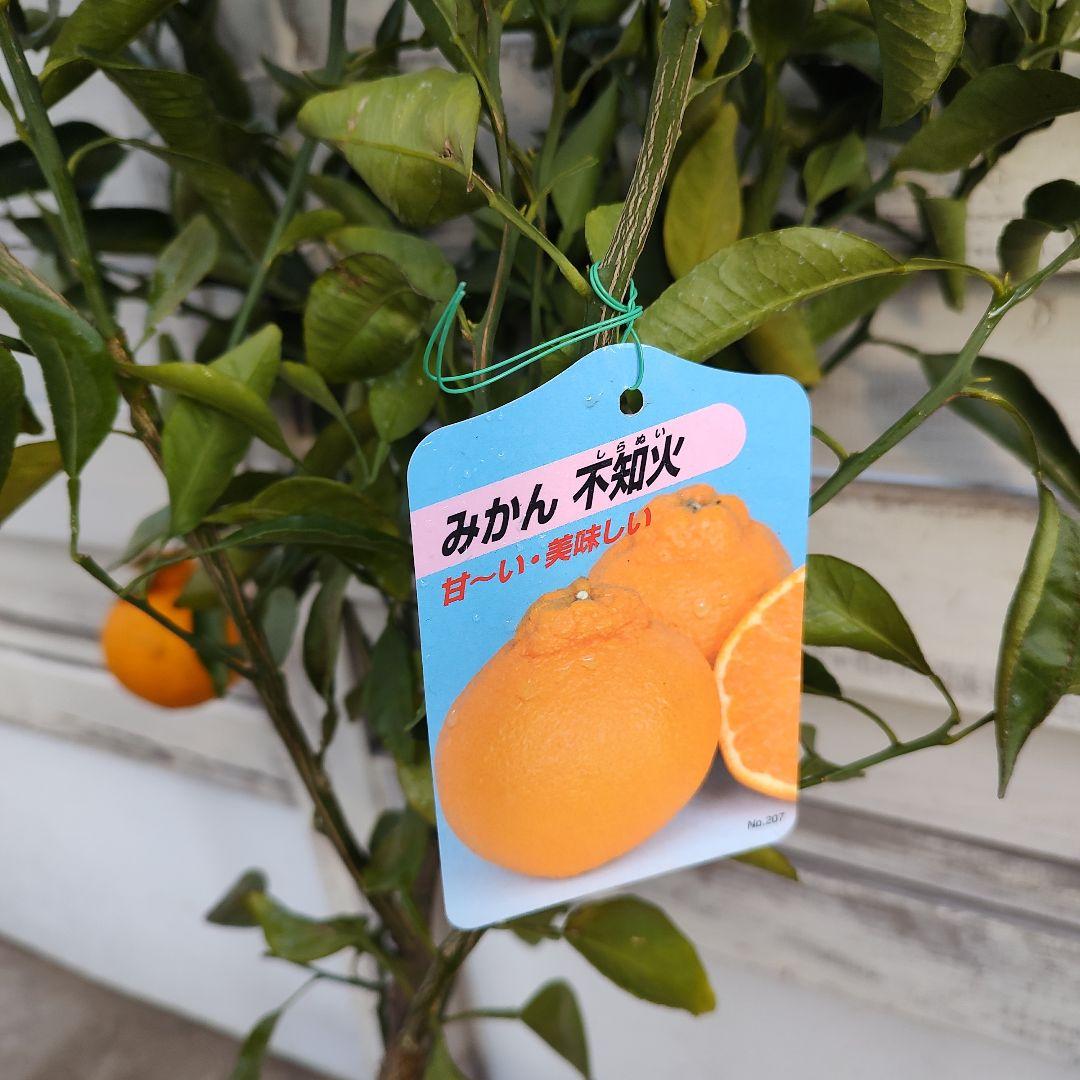 不知火 3年生 結実実績あり！ 樹高低めベランダ栽培にもGood♪̊̈♪̆̈