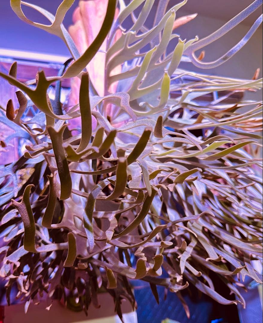 こ*び様 ビカクシダ 金童 胞子葉 胞子付き