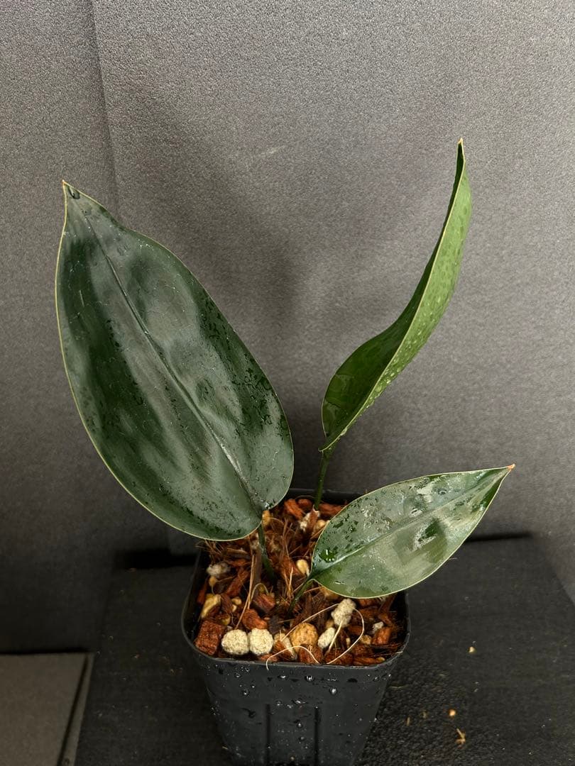 その他観葉植物 ASPIDISTRA BABENSIS 'BLACK LEAF'