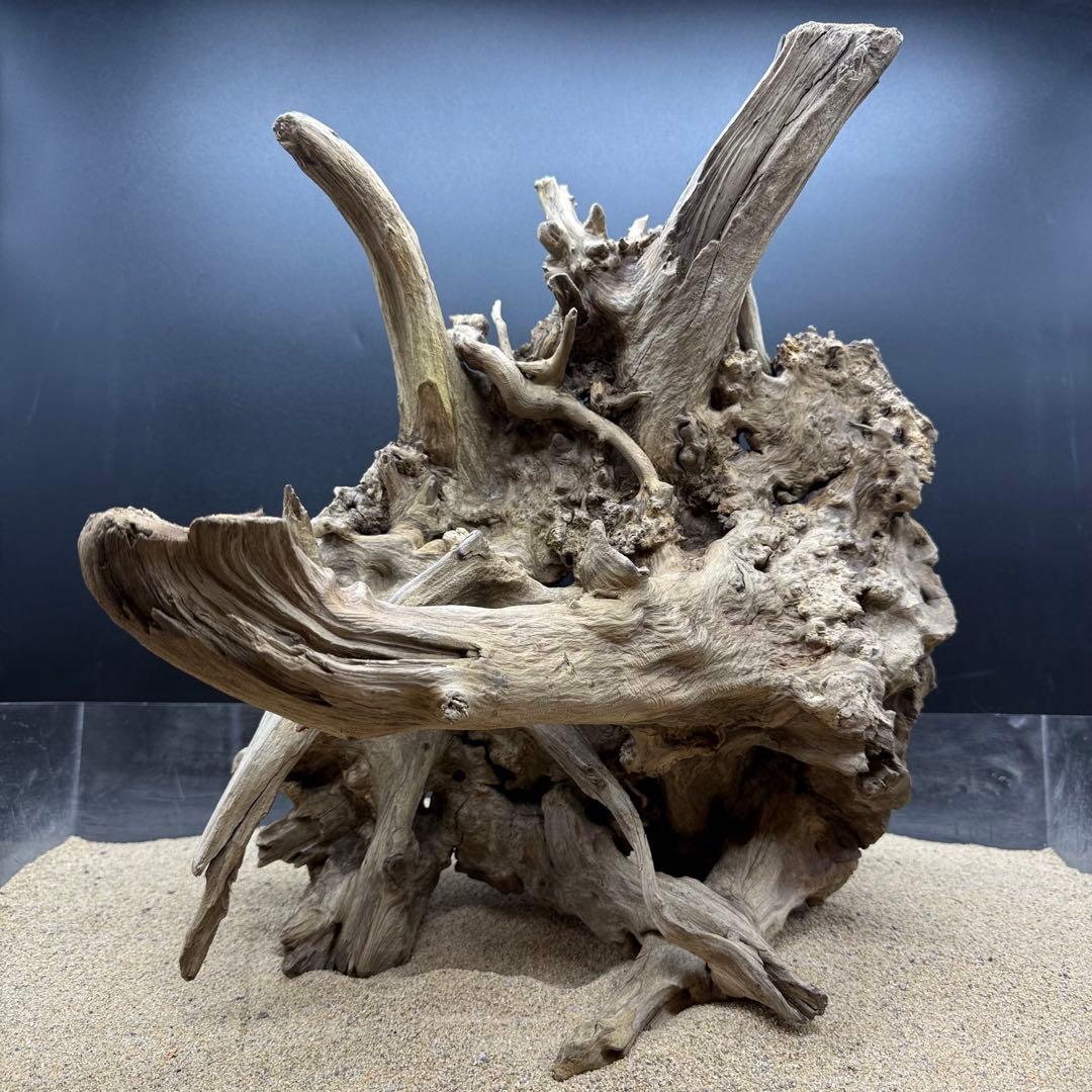 MJW-7216 「特大」ジンジャーウッド　1点物　天然流木 アクアリウム