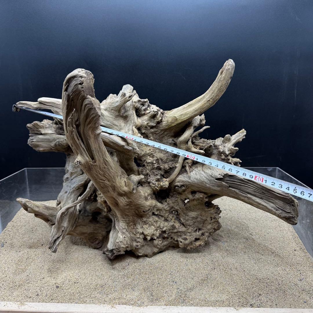 MJW-7216 「特大」ジンジャーウッド　1点物　天然流木 アクアリウム