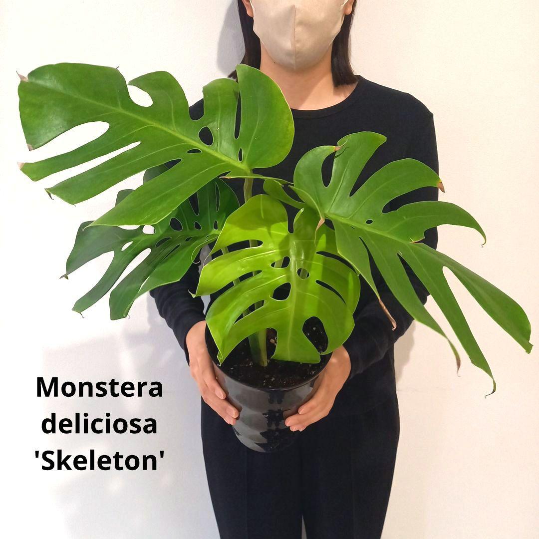 超絶希少 モンステラ デリシオーサ スケルトン