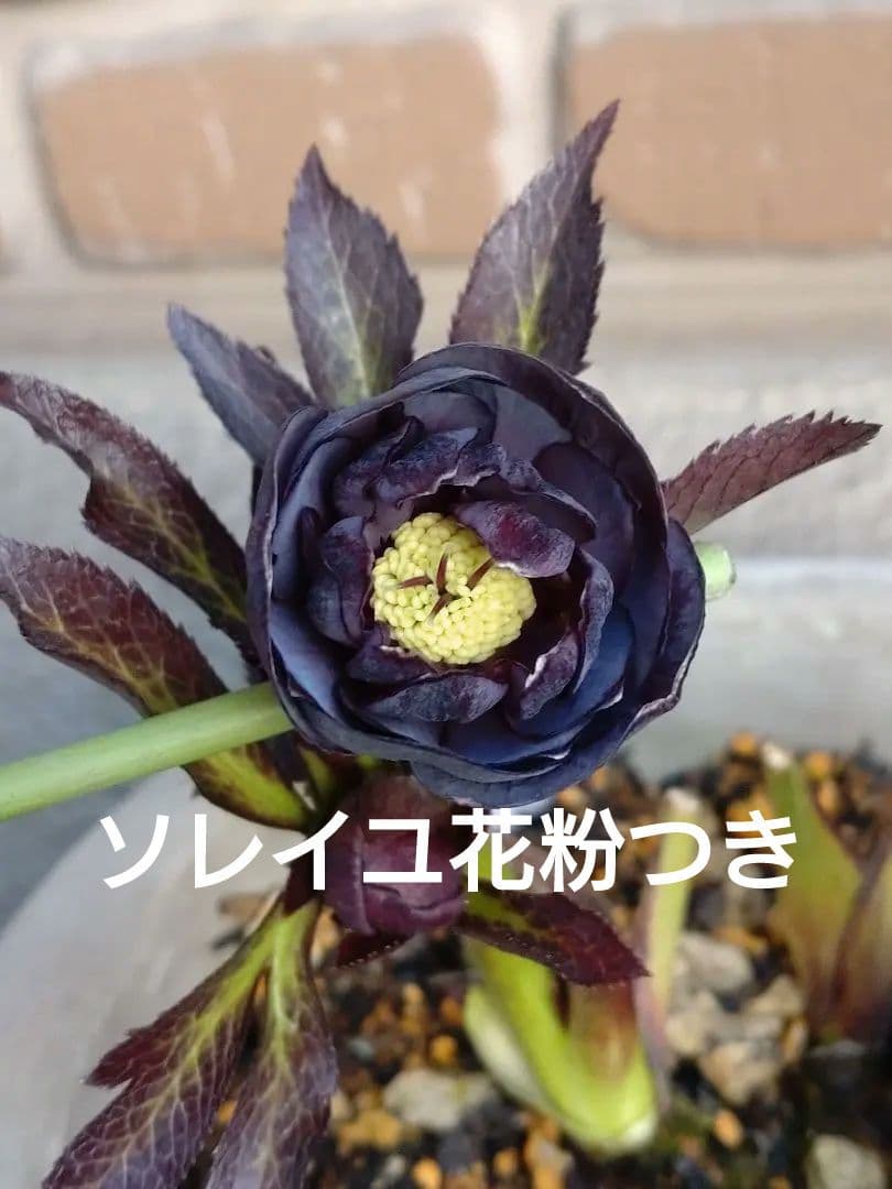 広瀬園芸✨渋いパープル✨ダブル✨クリスマスローズ充実株✨ソレイユ花粉つけました