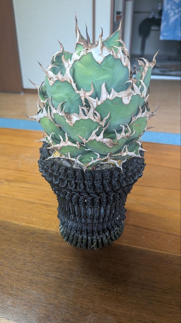 アガベ シーザー