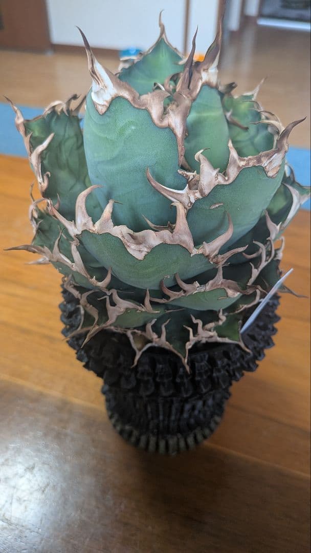 アガベ シーザー