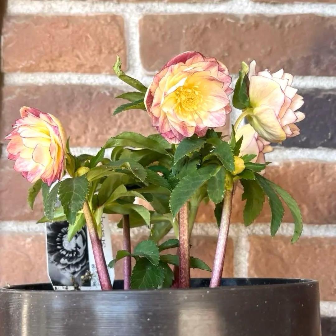 クリスマスローズ　広瀬園芸