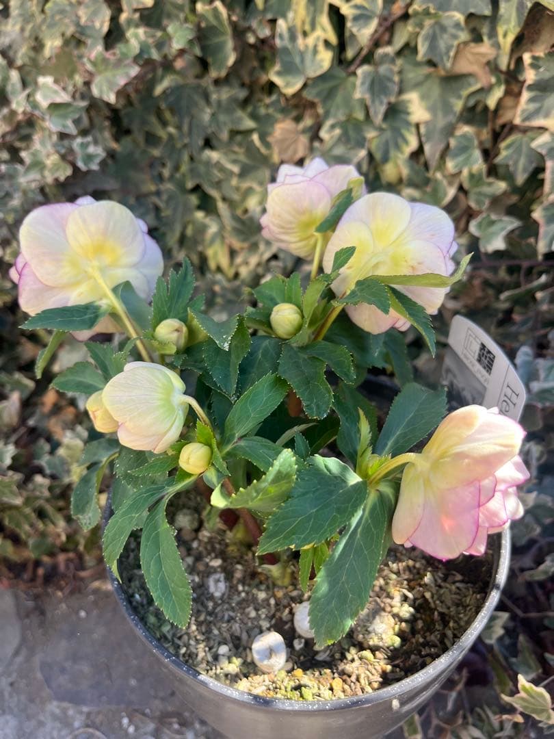 クリスマスローズ　広瀬園芸