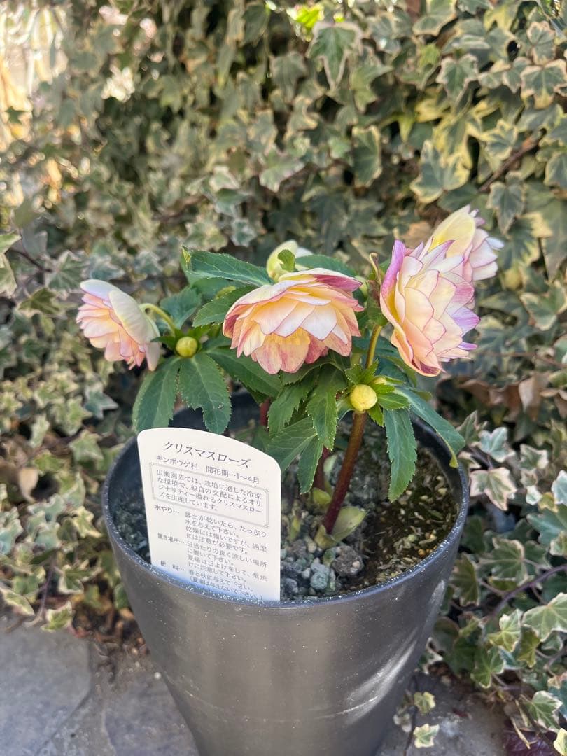 クリスマスローズ　広瀬園芸