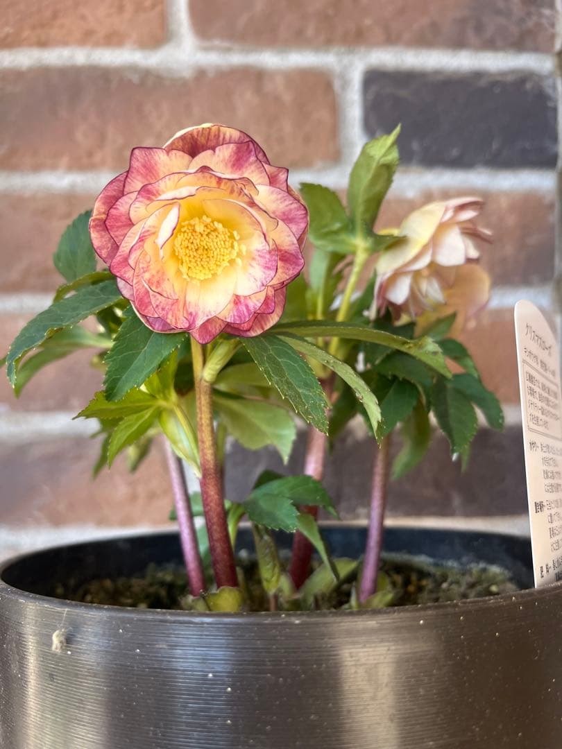 クリスマスローズ　広瀬園芸