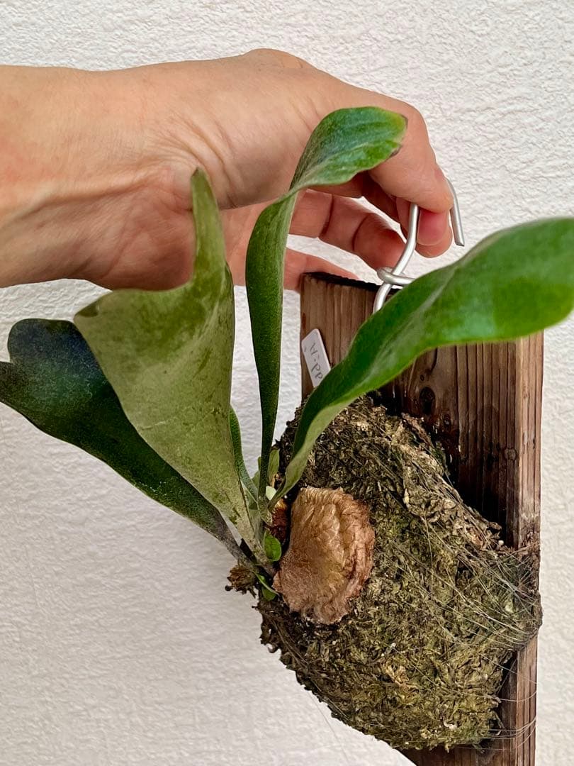 ビカクシダ　中型　その1