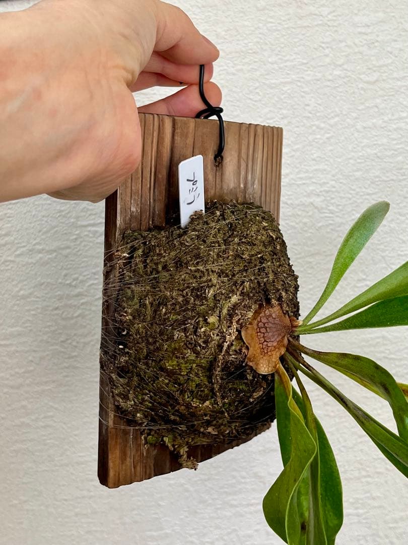 ビカクシダ　中型　その1