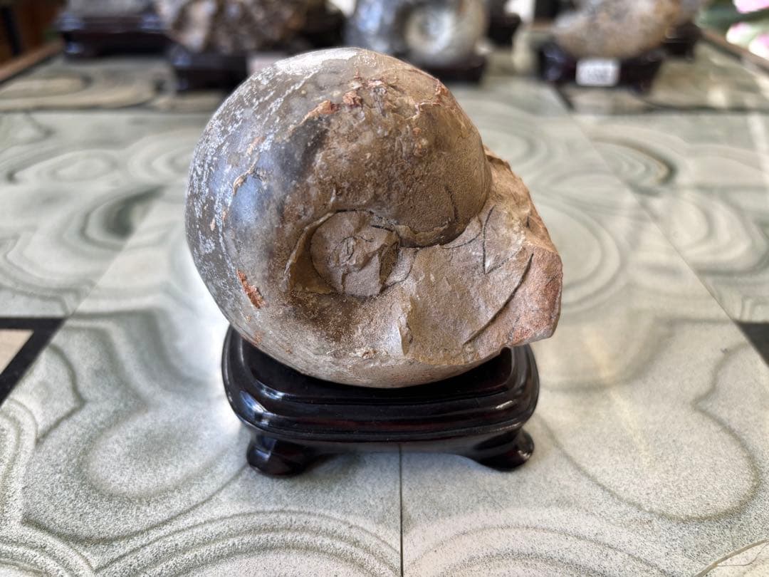 台付アンモナイト　ヴァスコセラス　化石　鉱石　希少　インテリア