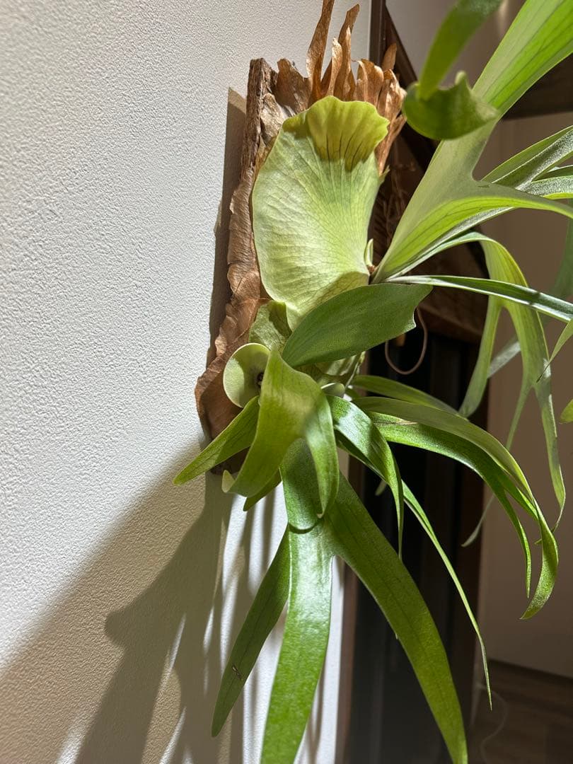 ビカクシダ　P.Mulford