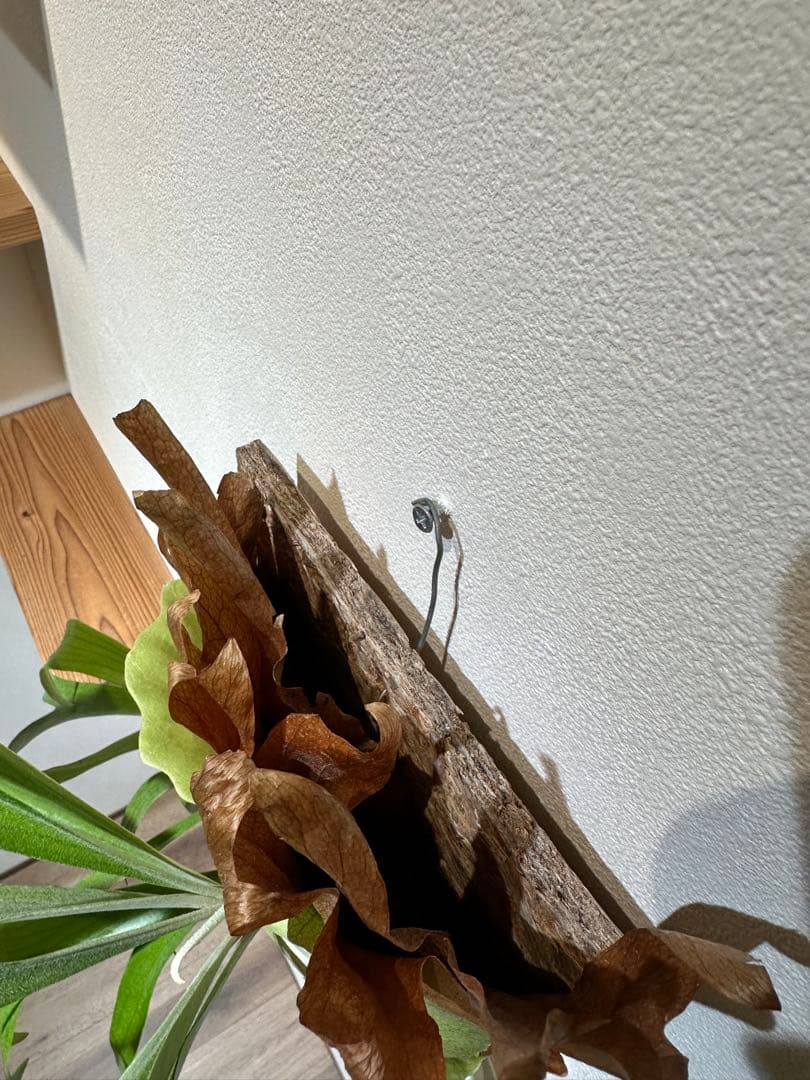 ビカクシダ　P.Mulford