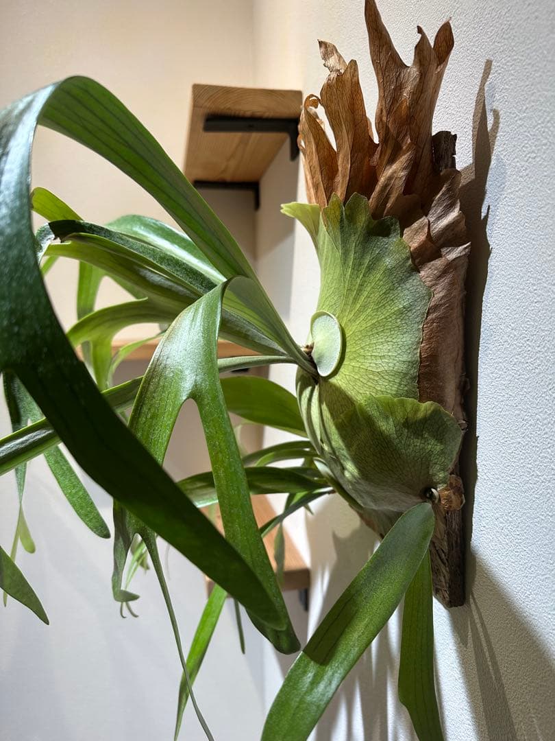 ビカクシダ　P.Mulford