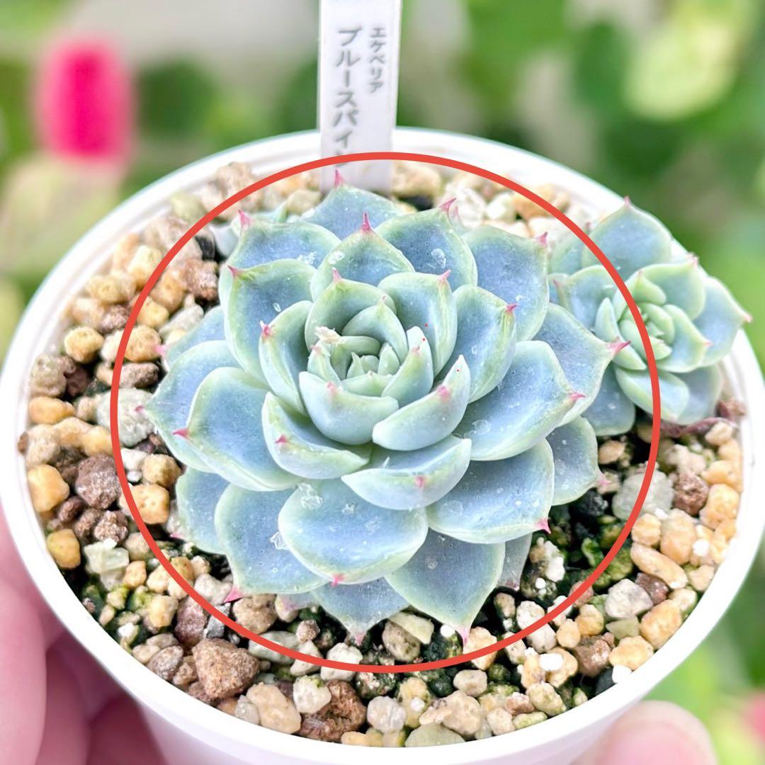 【錦玉園@12800】ブルースパイン(1苗)