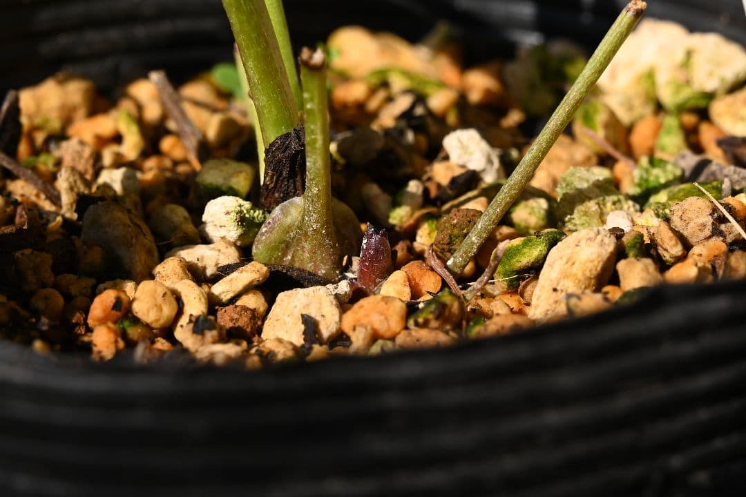 クリスマスローズ　最高級！アンティークアフロディーテ　加藤農園