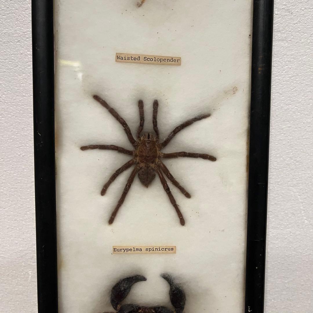 昭和レトロ 節足動物標本 額装 ムカデ クモ サソリ