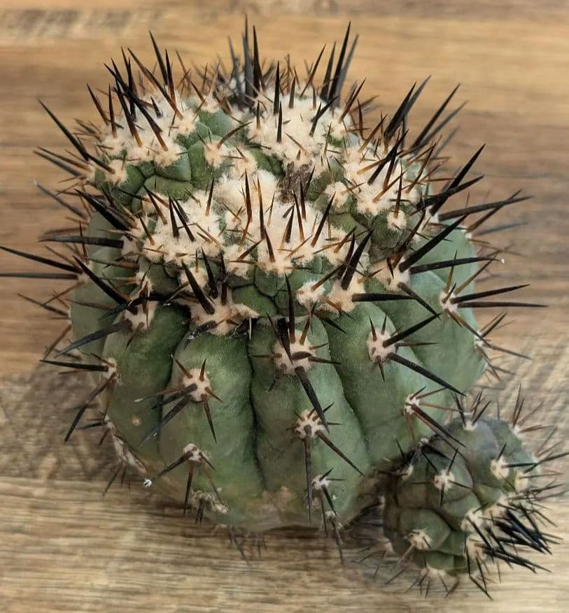 H*T様 【開花球】コピアポア　シネレア　黒王丸　未発根