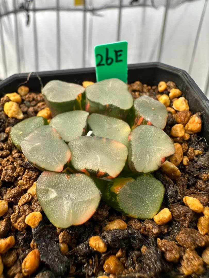 26E 多肉植物 ハオルチア ソルトレイク万象錦