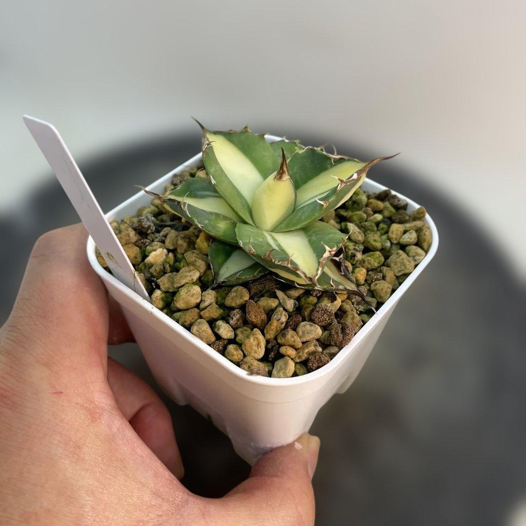 アガベ チタノタ　‘Saber tooth tiger’ 中斑　良サイズ