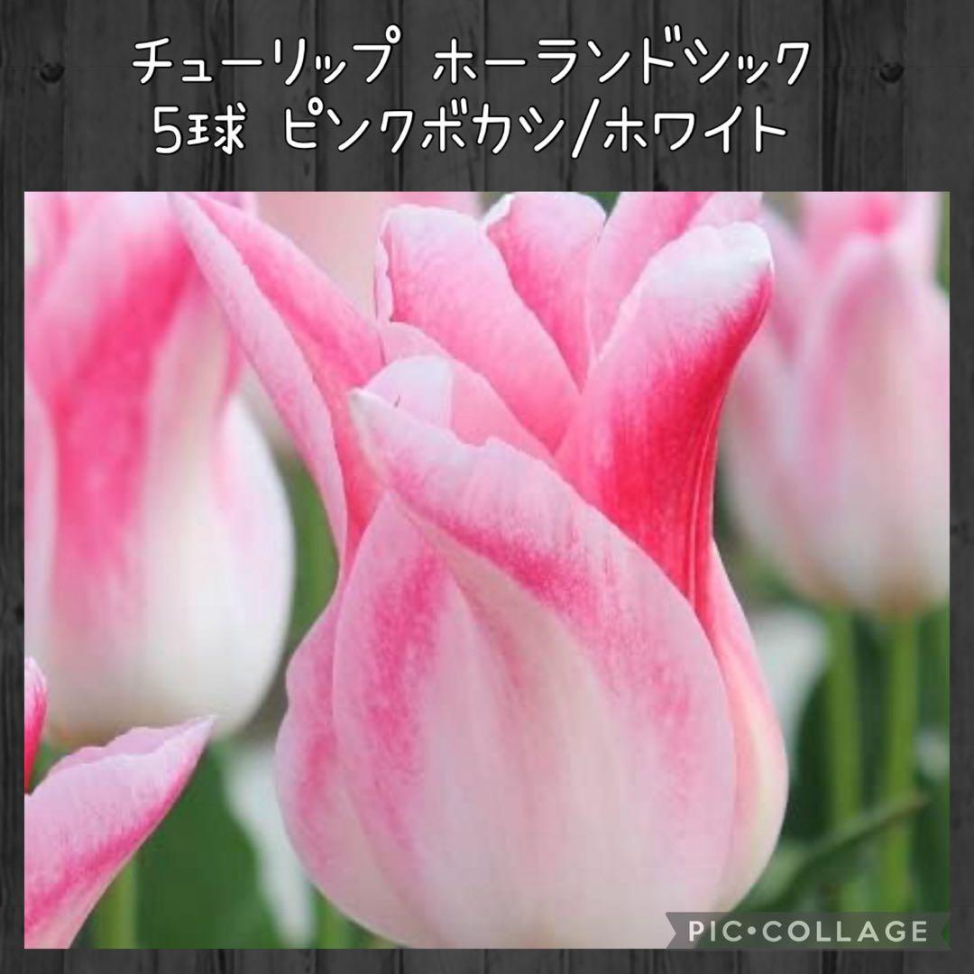 【球根】ホーランドシック 5球　チューリップ　ユリ咲き　ホワイト　ピンクボカシ