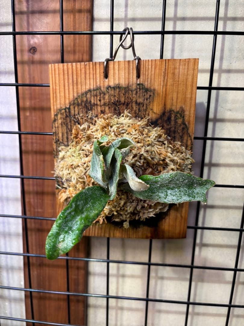 p.sp (majusmix)マジュスポ