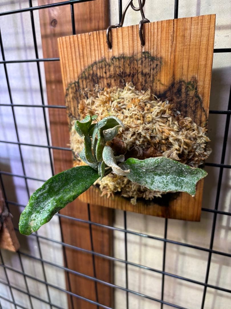 p.sp (majusmix)マジュスポ