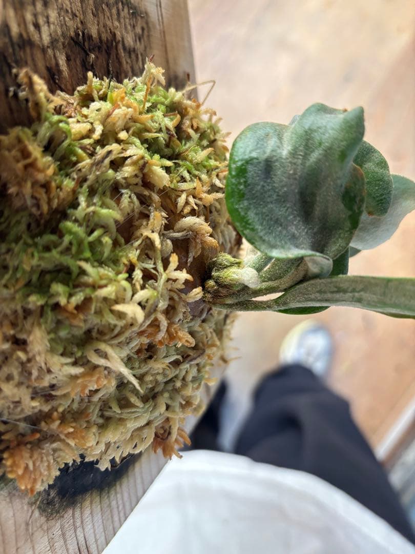 p.sp (majusmix)マジュスポ