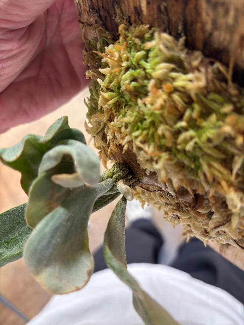 p.sp (majusmix)マジュスポ