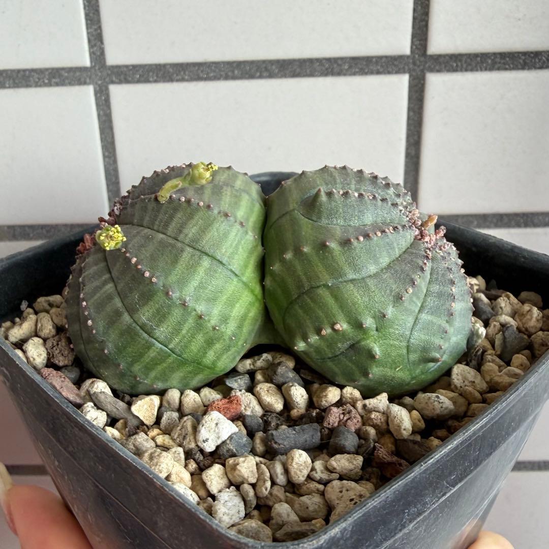 ユーフォルビア オベサ 実生モンスト 分頭