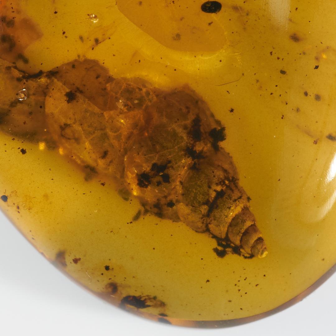 レア極上品 PA112虫入り琥珀化石　ミャンマーカムティかタナイ9900万年前