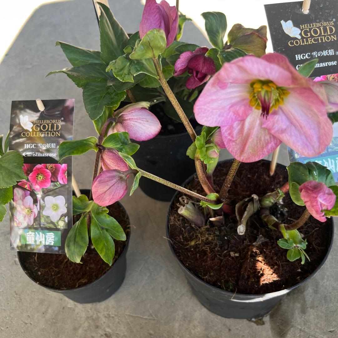 クリスマスローズ　雪の妖精　4点セット