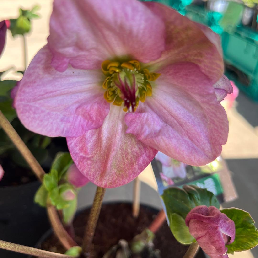 クリスマスローズ　雪の妖精　4点セット