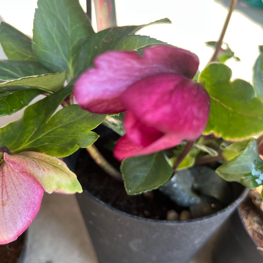 クリスマスローズ　雪の妖精　4点セット