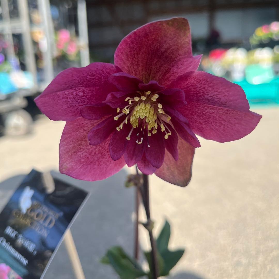 クリスマスローズ　雪の妖精　4点セット