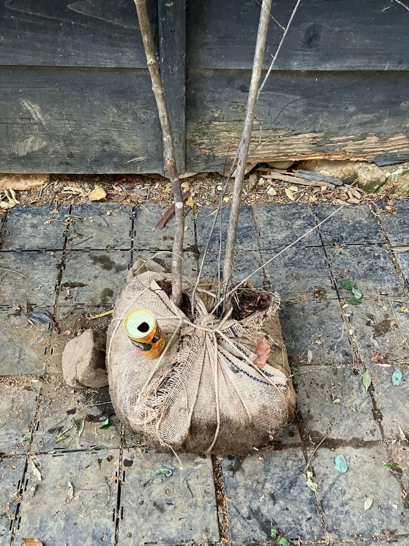 山採り　ヤマモミジ　ミヤマガマズミ　混合株