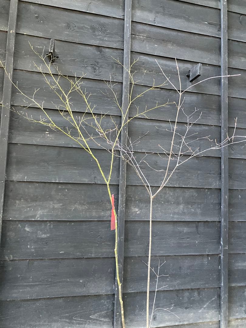 山採り　ヤマモミジ　ミヤマガマズミ　混合株