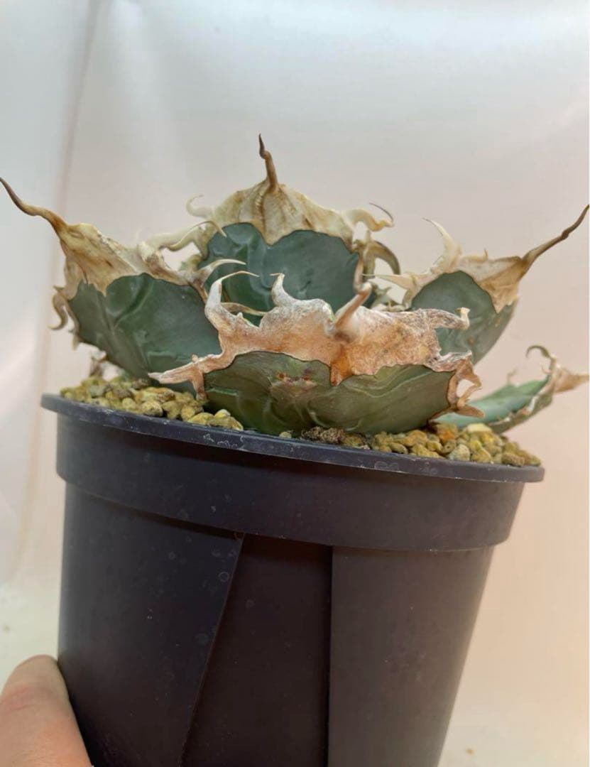 アガベ オテロイ　US由来　チタノタ　ブルー葉系 特選オテロイ