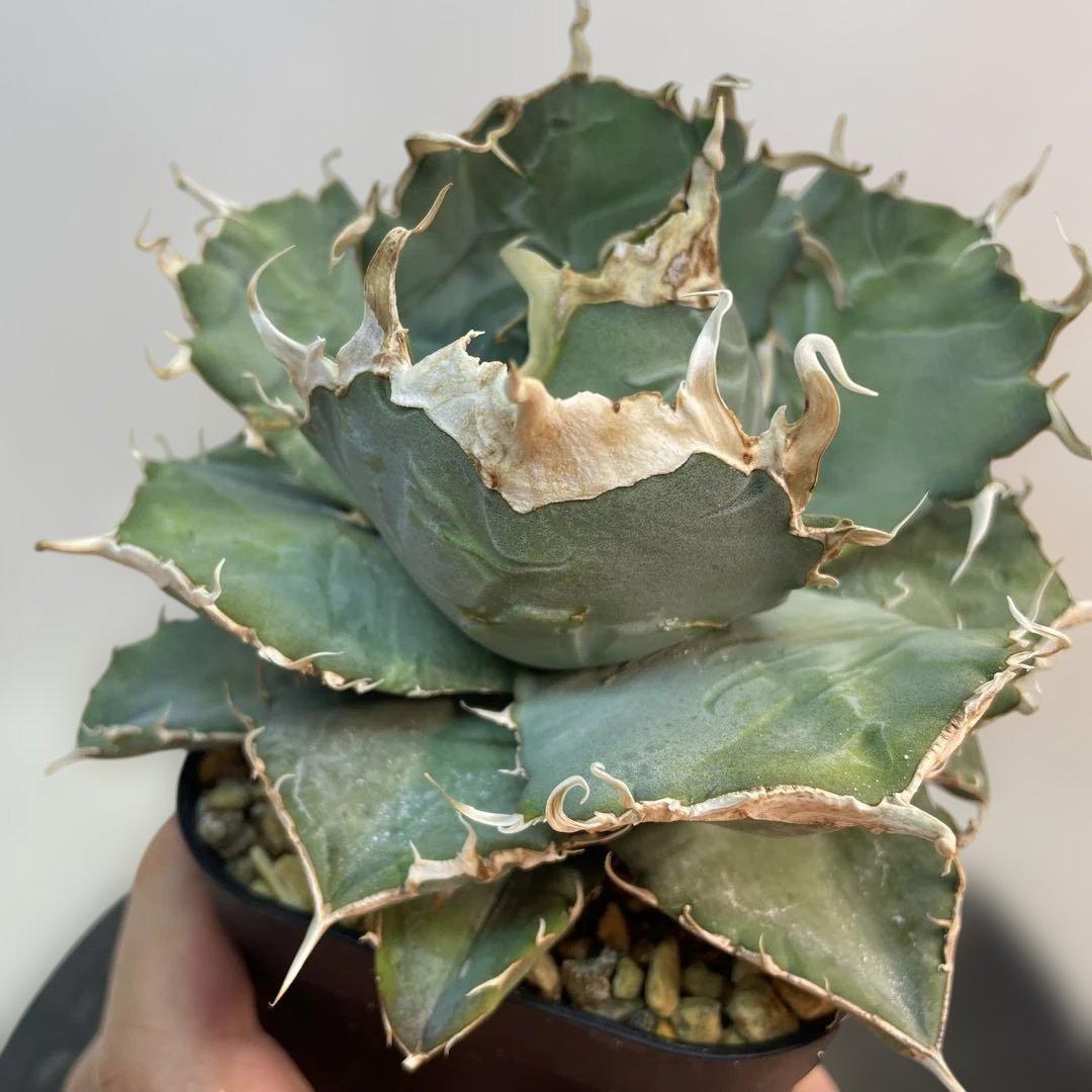 アガベ オテロイ　US由来　チタノタ　ブルー葉系 特選オテロイ