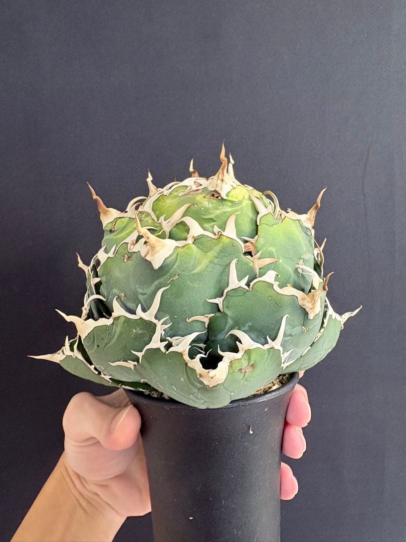 アガベ　チタノタ　白鯨　大株