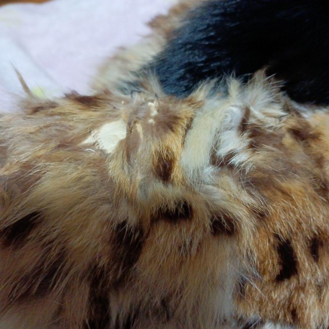 ちょっと可愛い 山猫のコート