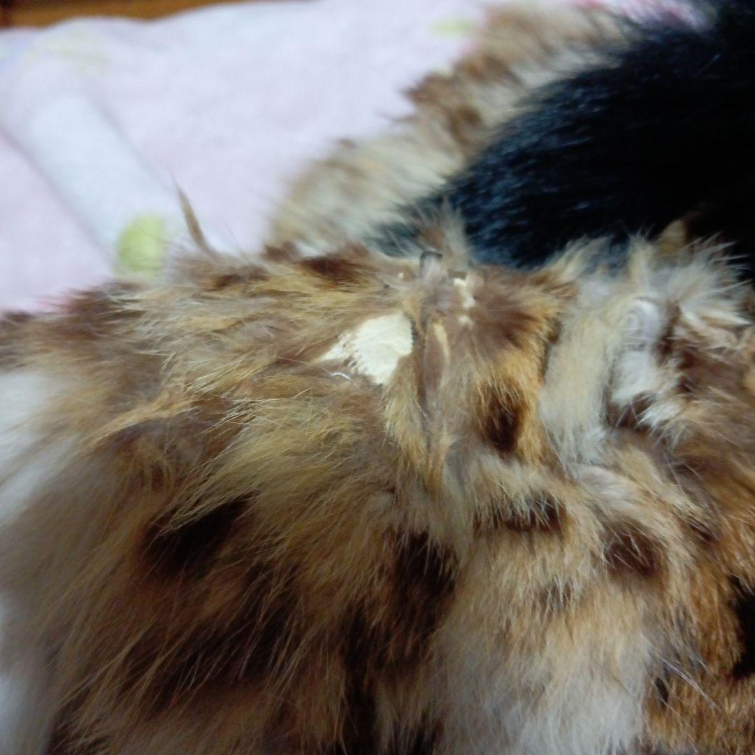 ちょっと可愛い 山猫のコート