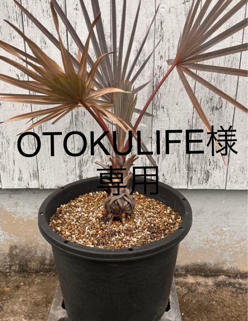 ビスマルキアノビリスシルバー　ビスマルキア