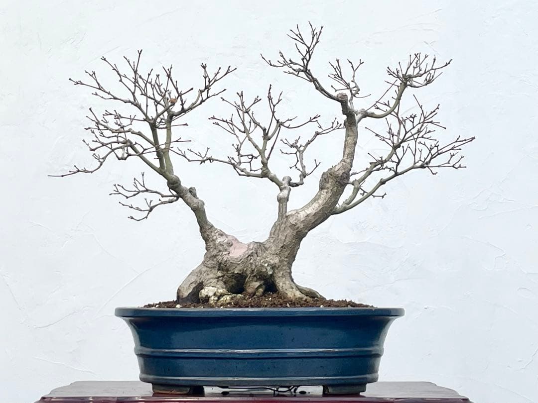 三河盆栽　板屋紅葉　イタヤモミジ　盆栽　極太　変わり木　葉物　希少品種　古木