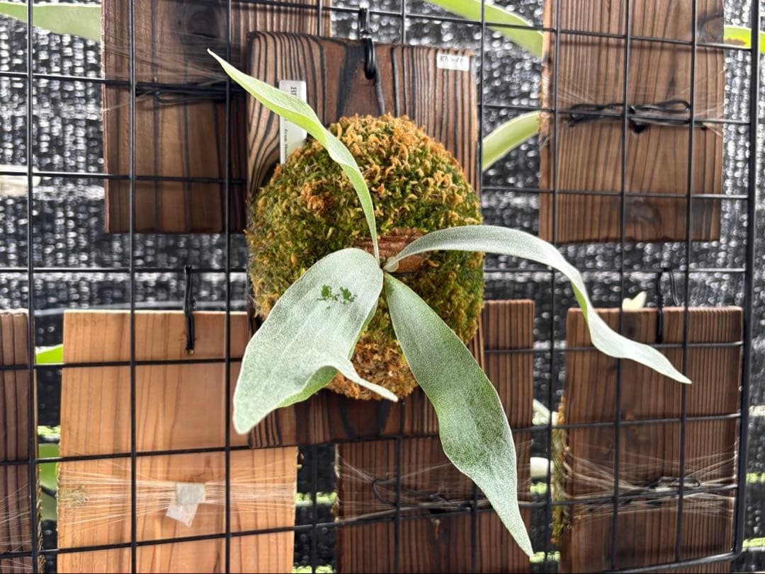 BF-S 初出し 法花園 板付子株 ビカクシダ 白ビ ビフル系？