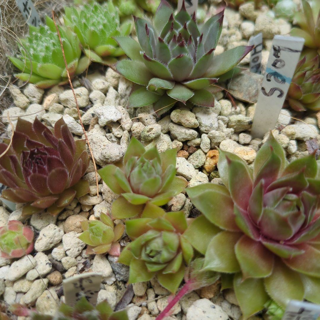 センペルビウム　名前付き 10苗