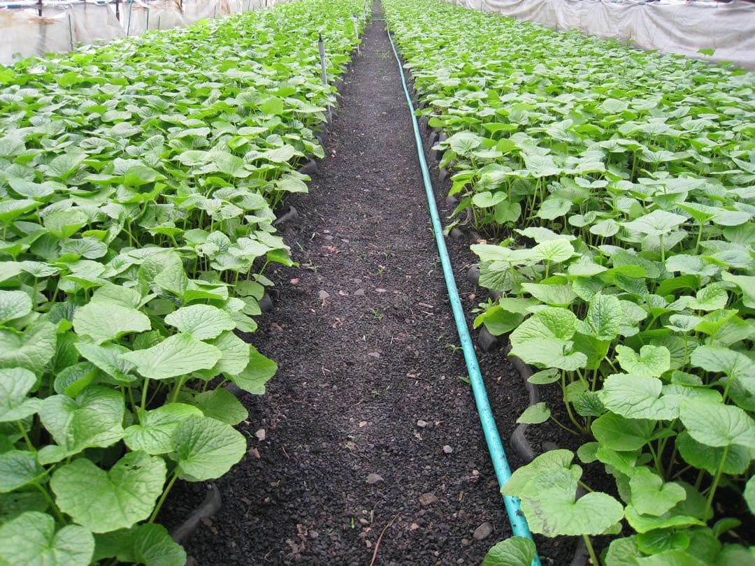 静岡県産　わさび苗　１００本　ワサビ　山葵