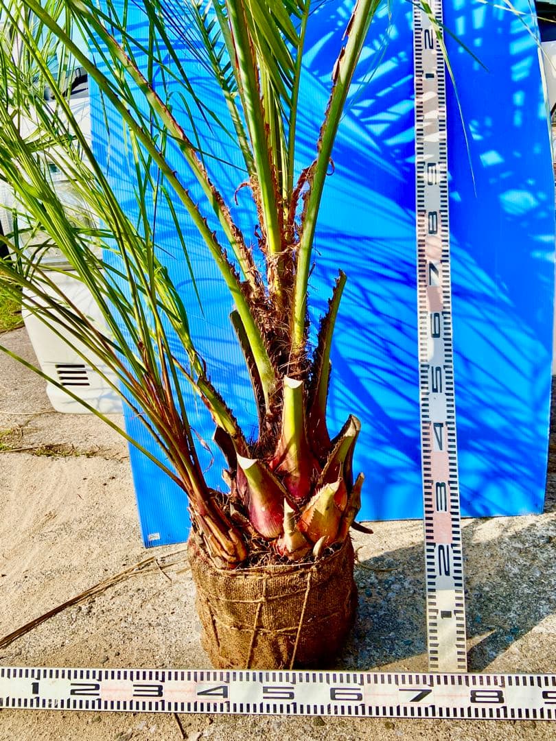❾ココスヤシ 株立ち